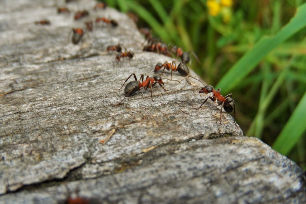 ANTS