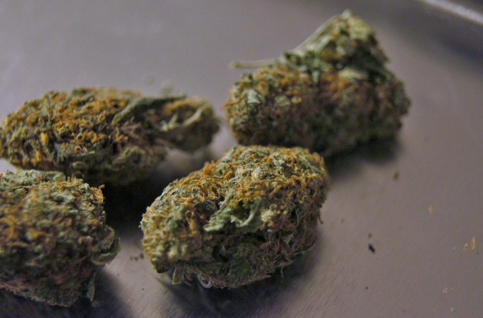 marijuana buds