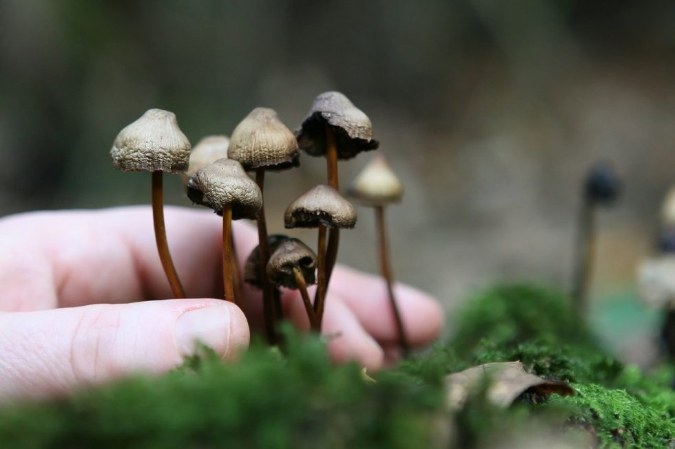 Mushroom